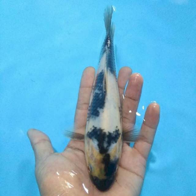 Shiro 20 cm