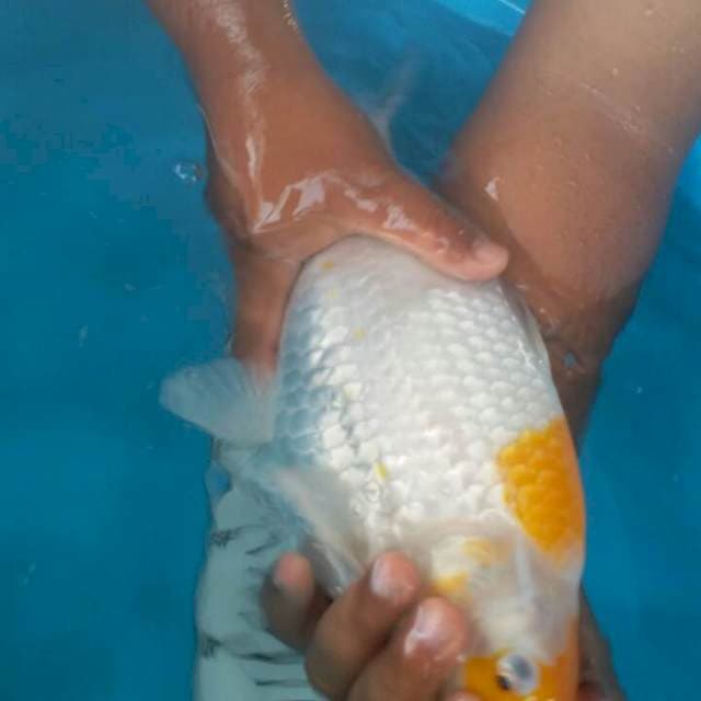 kijiro 40 cm berpunuk