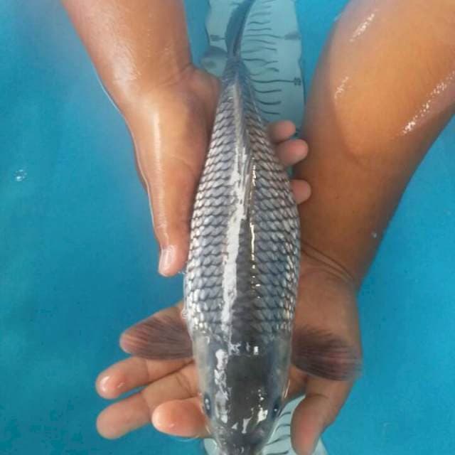 soragoi ginrin 38 cm