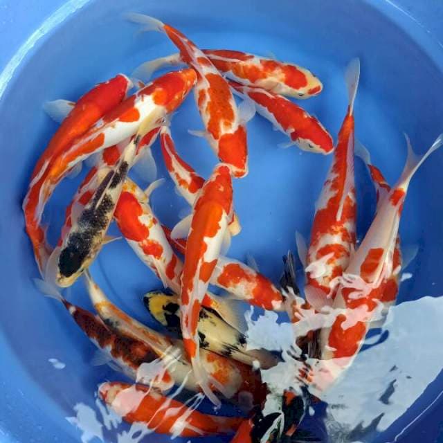 Mix 25-40cm 20 ekr