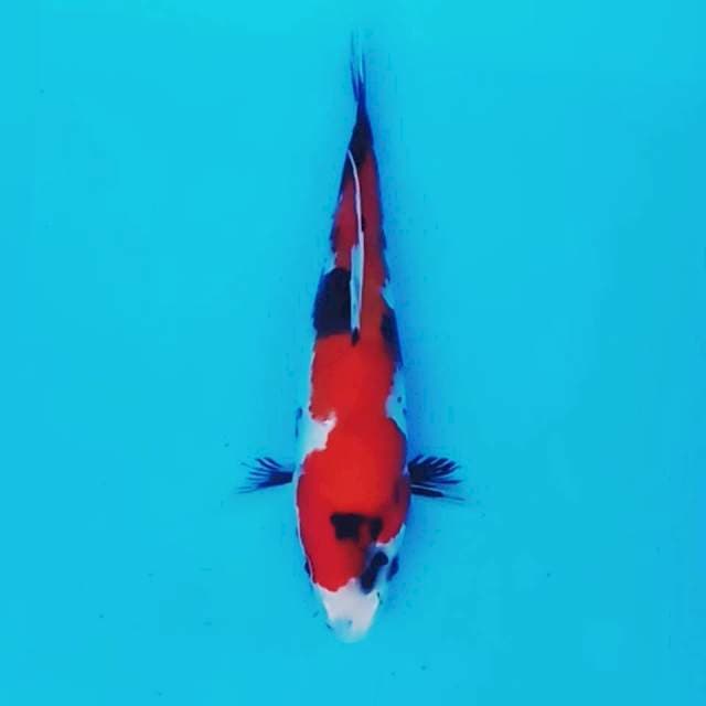 Showa sanshoku 25 cm