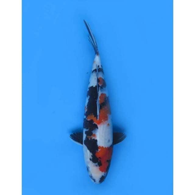Showa Sanshoku F1 - 39cm