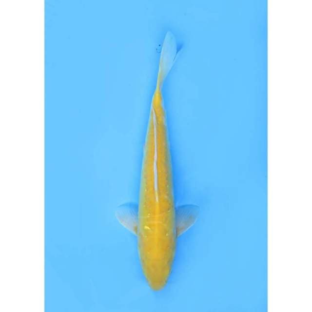 Karasi Doitsu Unique - 35cm