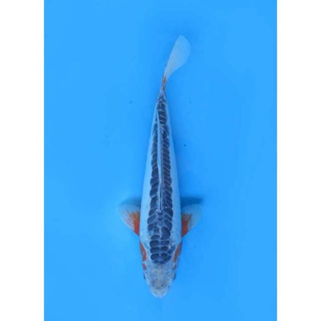 Shusui A Ring padat - 35cm