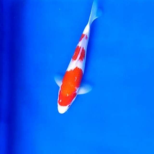Kohaku