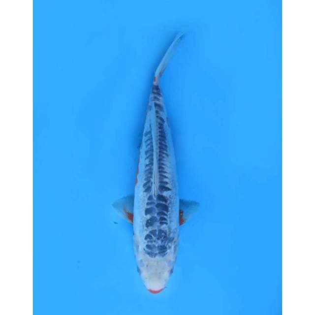 Shusui Unique - 32cm