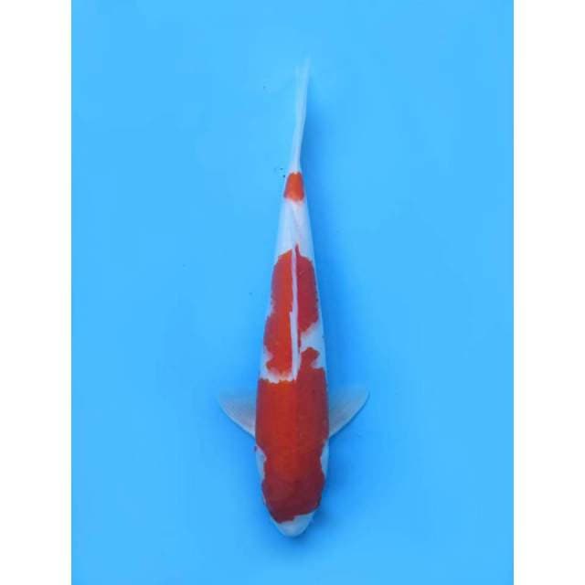 Red Kohaku - 38cm