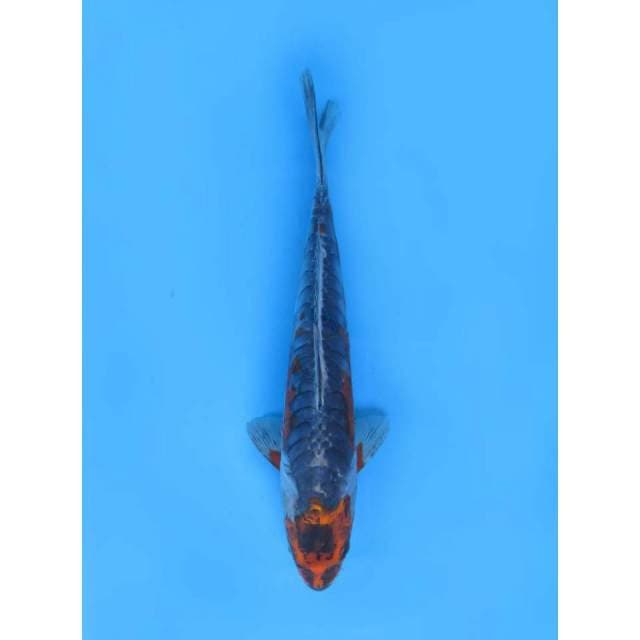 Kawarimono Koleksi -34cm