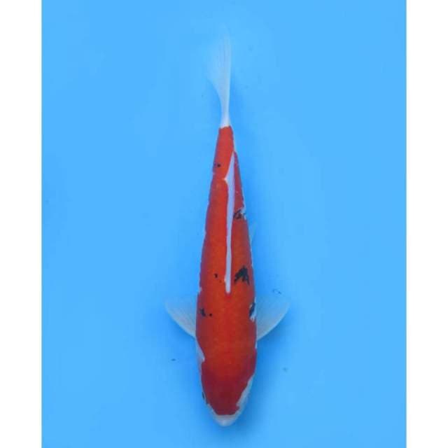 Aka Sanke - 31cm