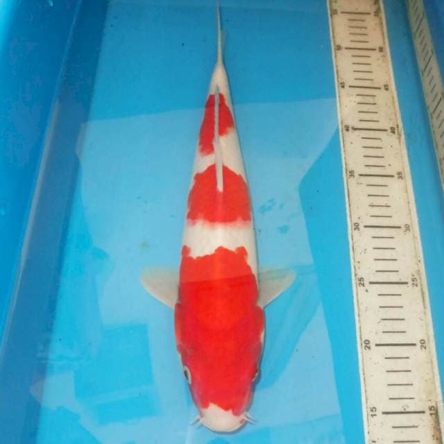 38cm F1 KOHAKU