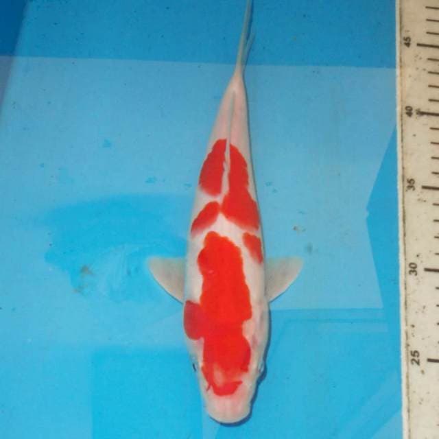 Kohaku 25 cm