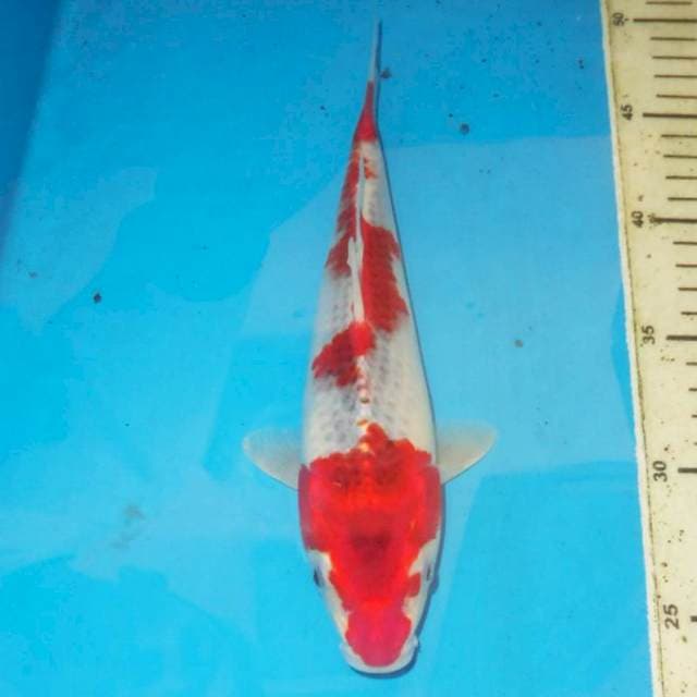 Kujaku 26 cm