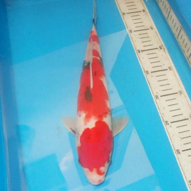 Sanke 35 cm