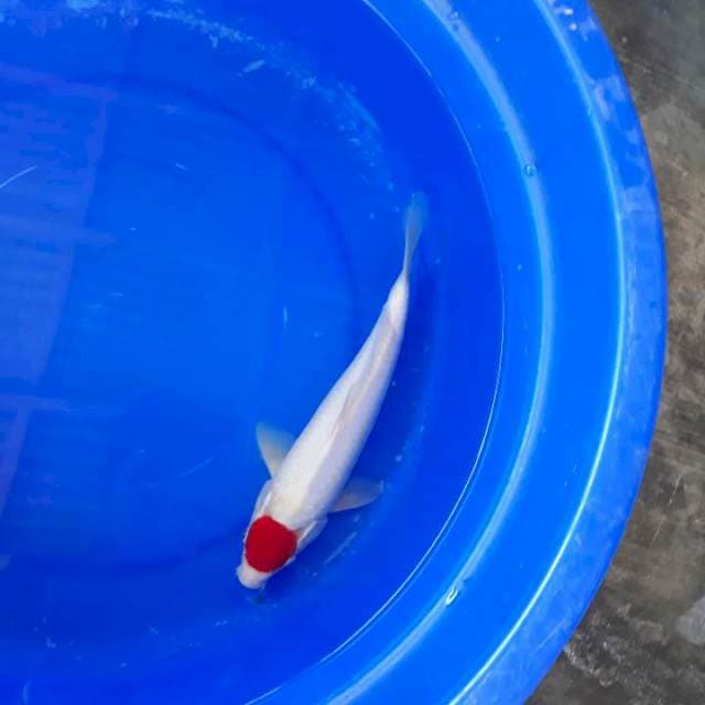 Tancho Kohaku