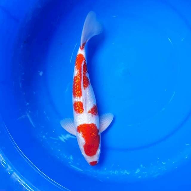 Kuchibeni Kohaku Ginrin High Quality