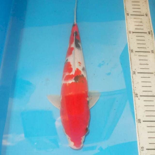 32cm SANKE SANSHOKU