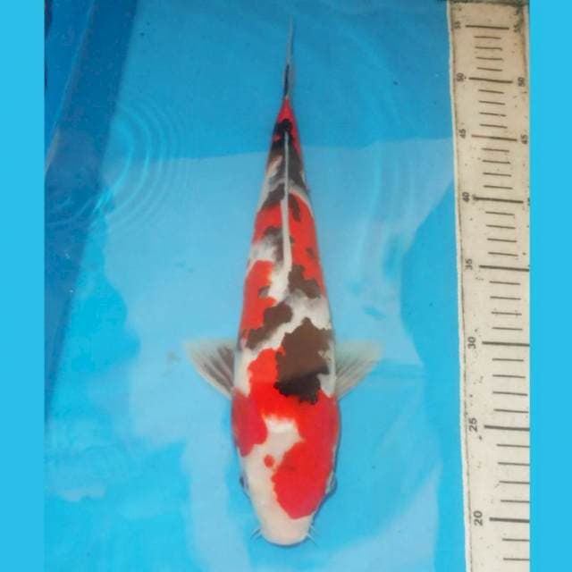 32cm KINDAI SHOWA HQ