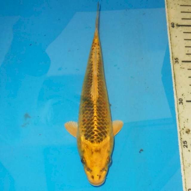 Nezu matsuba 25cm