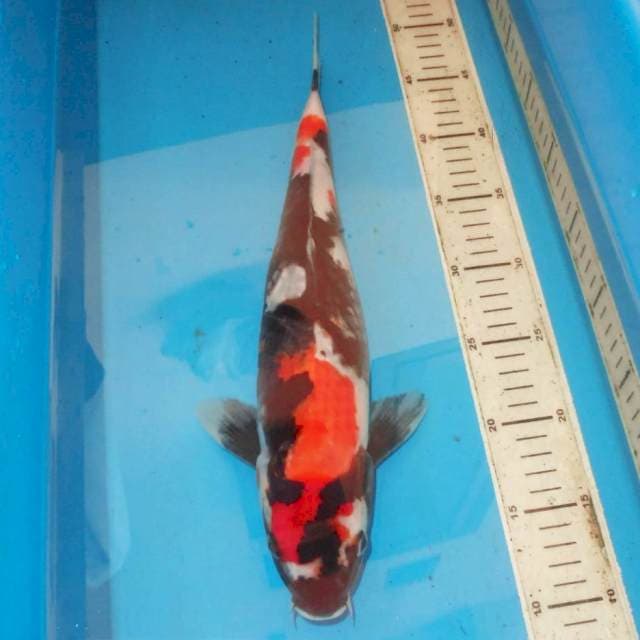 Showa 40 cm