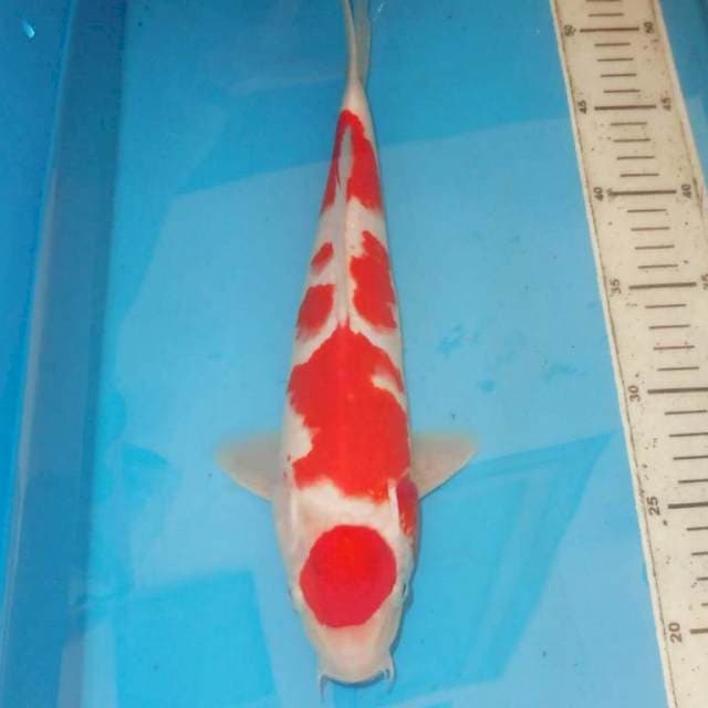 Kohaku 35 cm