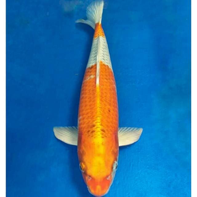 Okawa Jumbo Female Kujaku