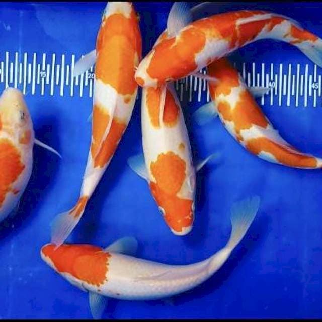 Kohaku mix 25-30