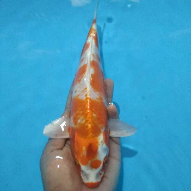 Kinjiro 26cm