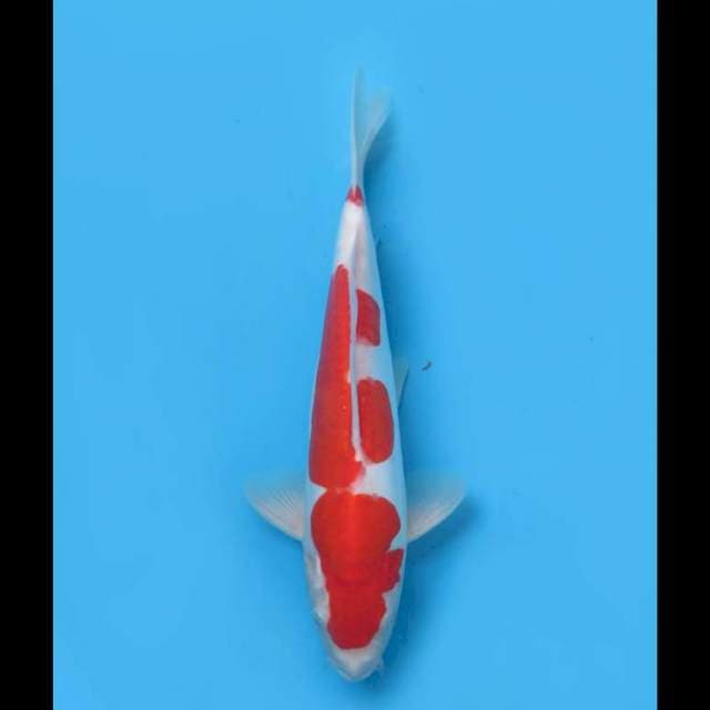 Omoyo Kohaku Doitsu - 30cm