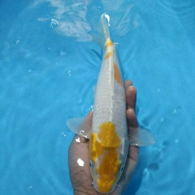 Hariwake 32cm