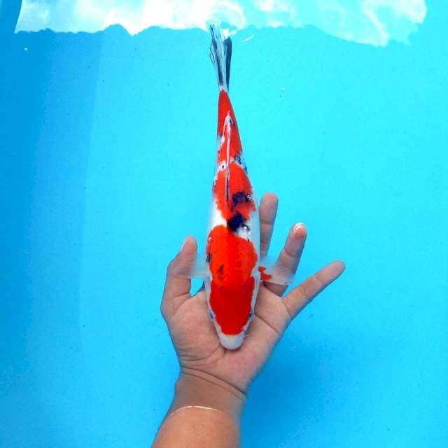 1. Sanke || 30 cm