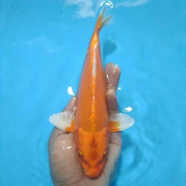 Orenji 29 cm