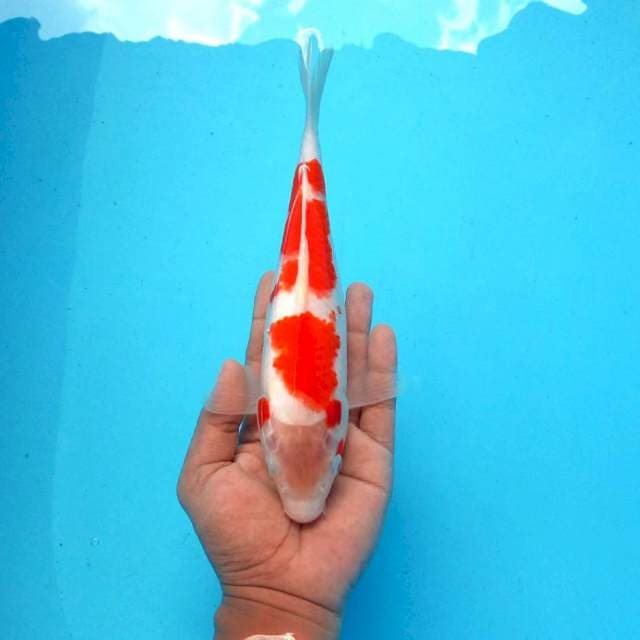 4. Kohaku || 26 cm