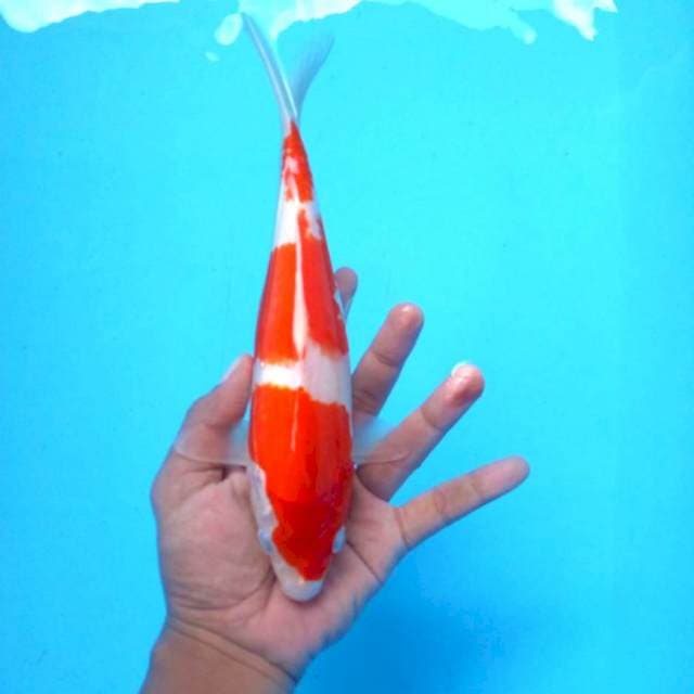5. Kohaku 3 step || 27 cm