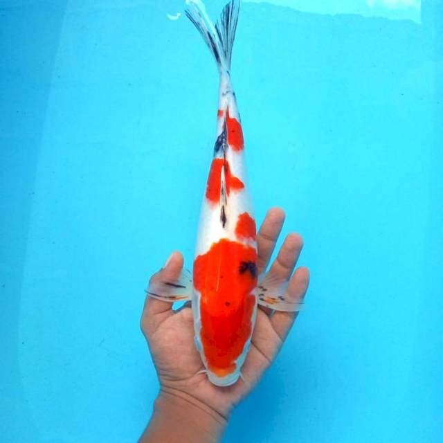 6. Sanke || 32 cm