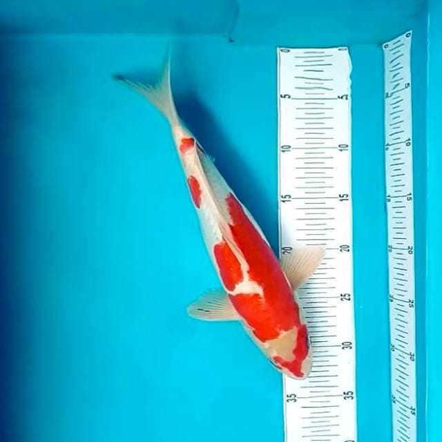 8. Doitsu Kohaku || 32 cm