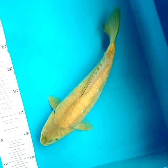9. Chagoi || 34 cm
