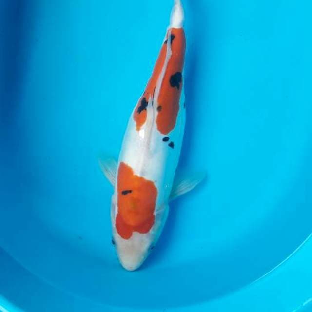 35 cm