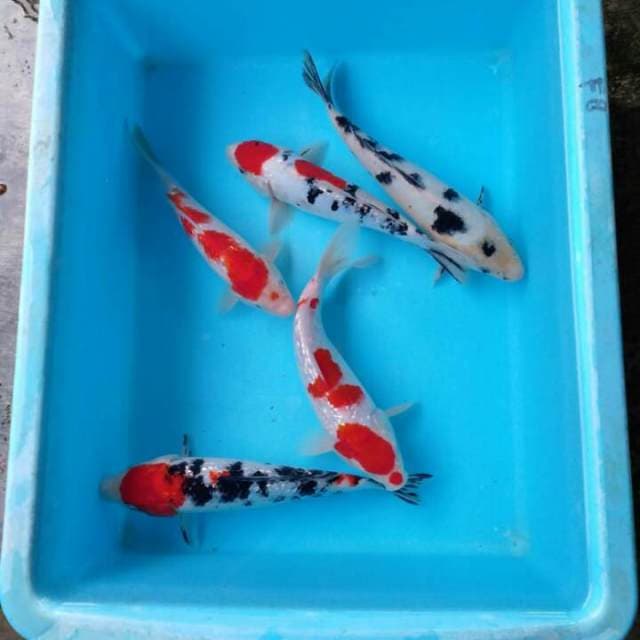 Paket Mix 5 Ekor.