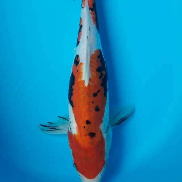35 cm beni kumon