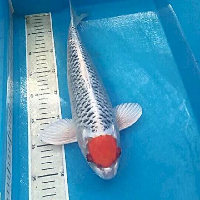 Tancho Kujaku, male 39 cm