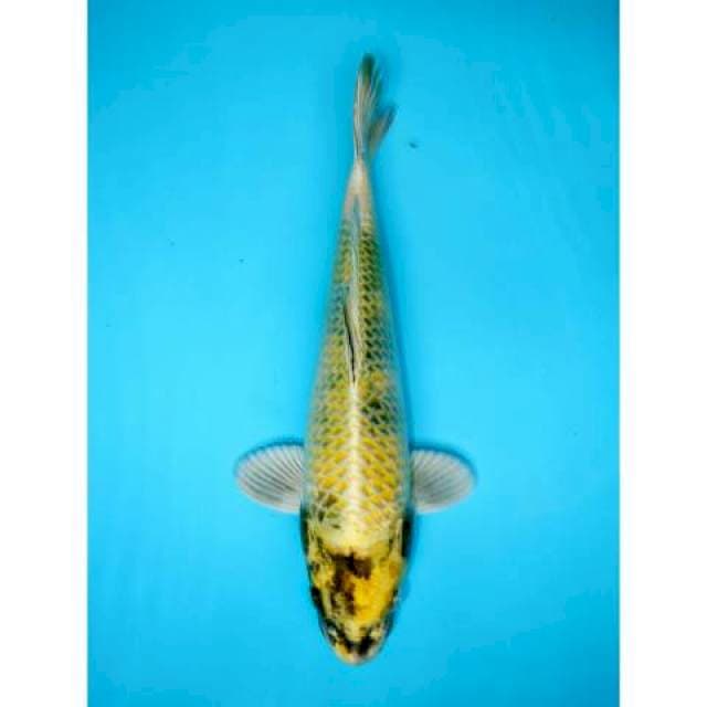KIN SHOWA 35 CM MALE