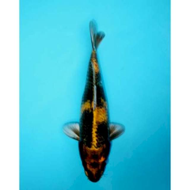 KIN UTSURI 29 CM FEMALE