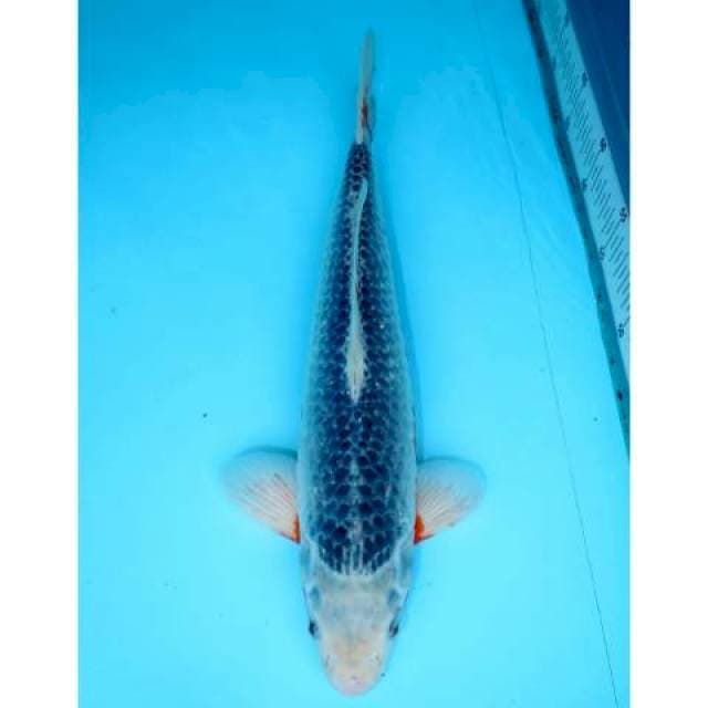 ASAGI 38 CM MALE