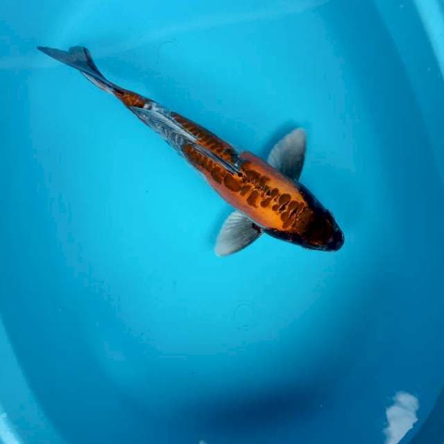 Kiko