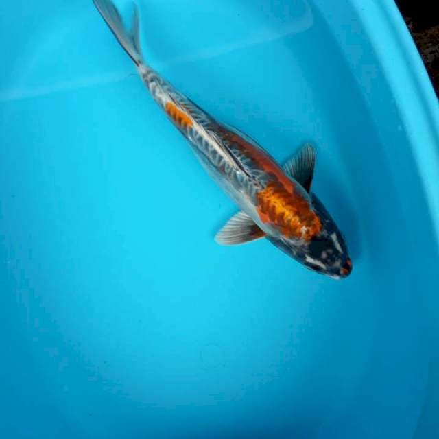 Kiko