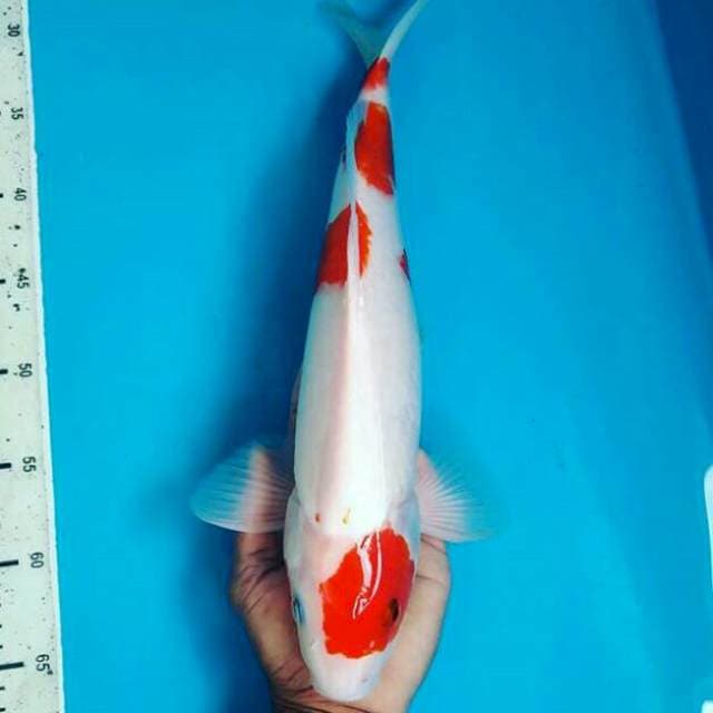 Kohaku Male, 39cm