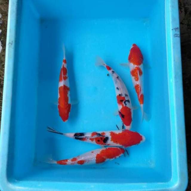 Paket Mix 5 Ekor.