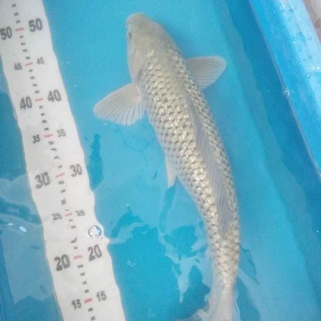 Soragoi Ginrin Male 42cm