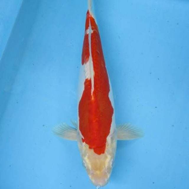 Kohaku Doitsu Hikari