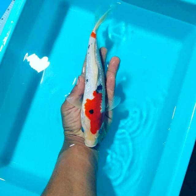 Sanke gindrin 25 cm